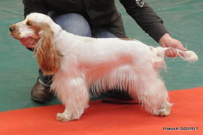 des aubépines de la Vilco - Exposition Canine CACS - Flixecourt 03/03/2013