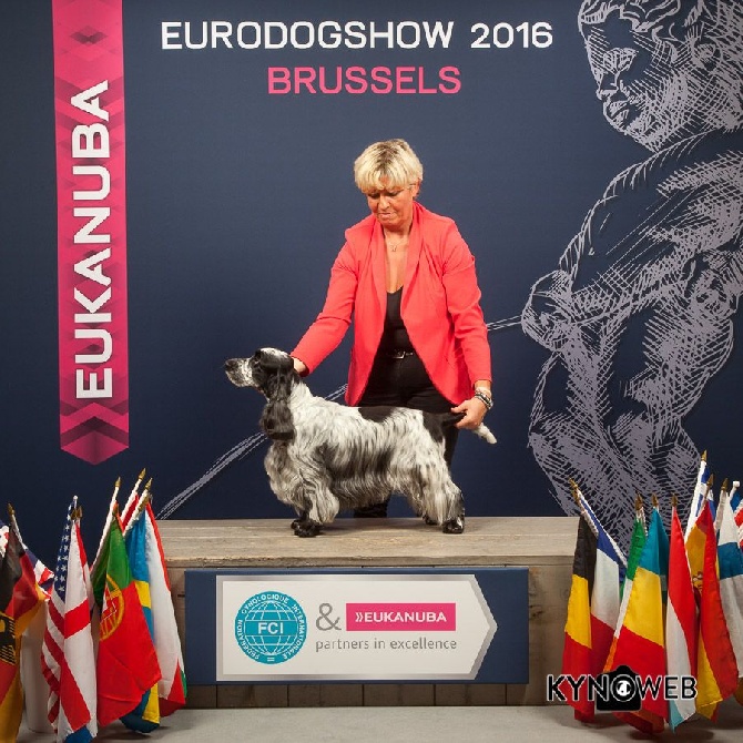 des aubépines de la Vilco - EUROPEAN DOG SHOW 2016 - Brussels (B)