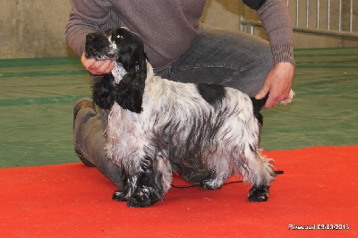 des aubépines de la Vilco - Expo canine CACS Flixecourt - 03/03/2013
