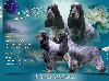  - Chiots Cocker Spaniel Anglais