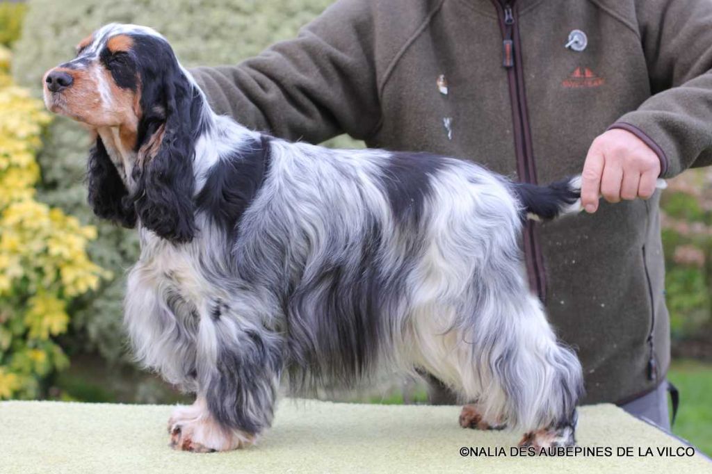 Nalia des aubépines de la Vilco