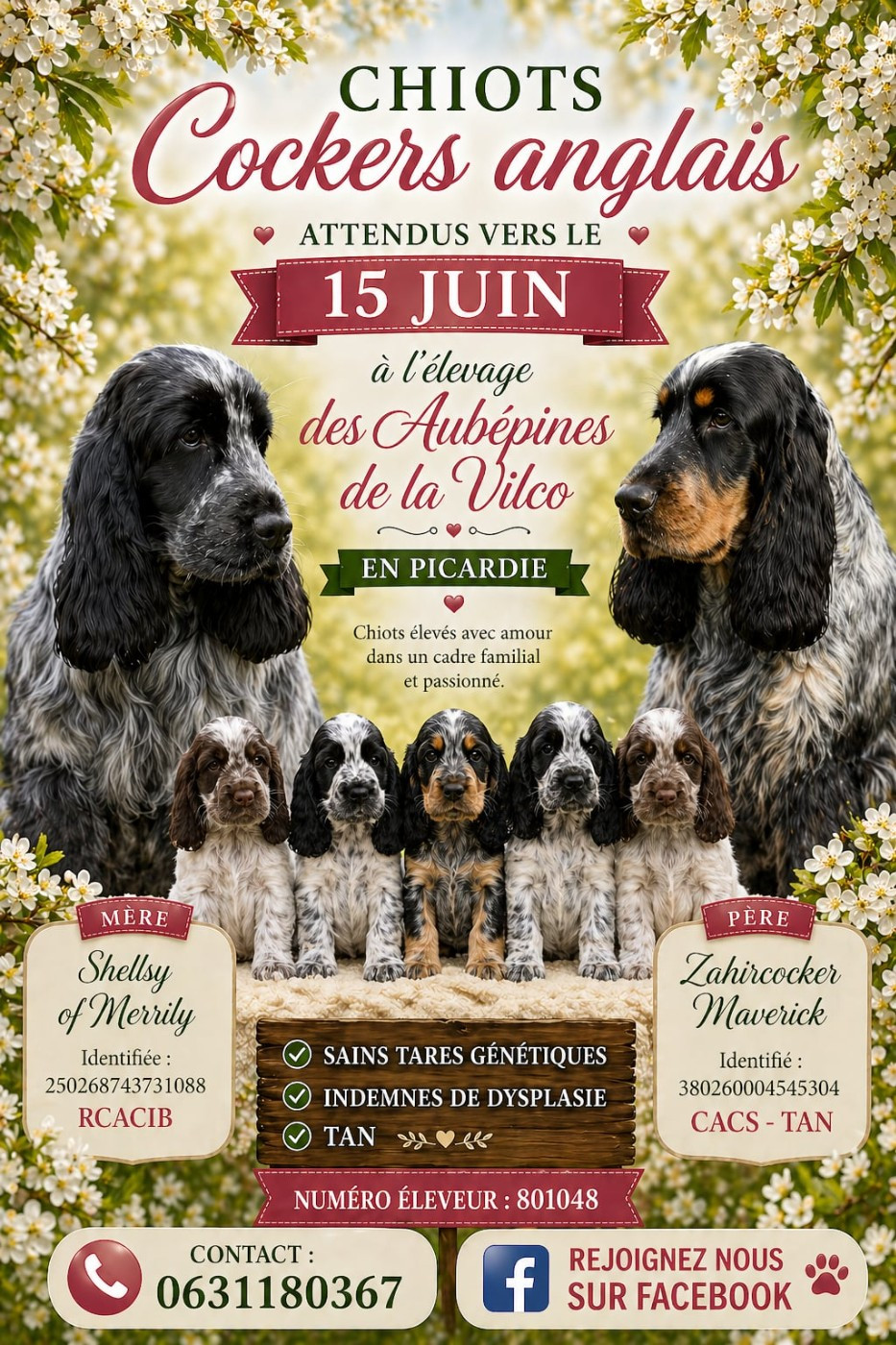 Portée de chiots Cockers Spaniel Anglais attendue vers la mi-Juin 2026