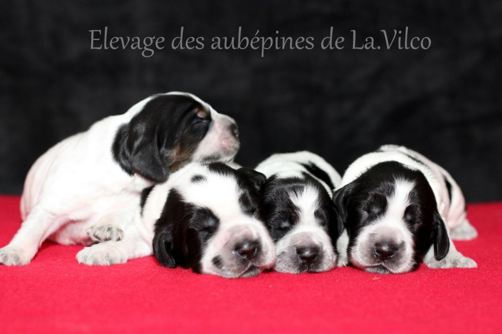 Chiots Cockers Spaniel Anglais nés à l'élevage