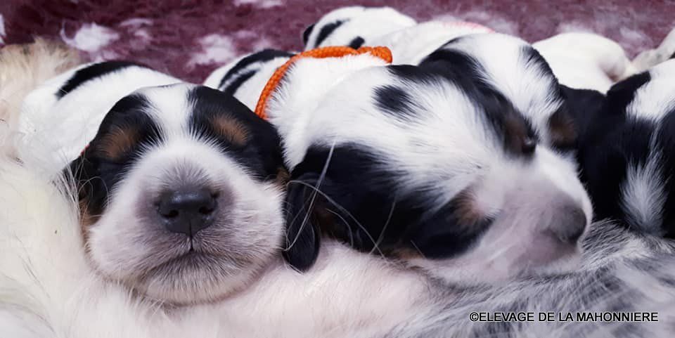 Chiots Cocker Anglais Spaniel