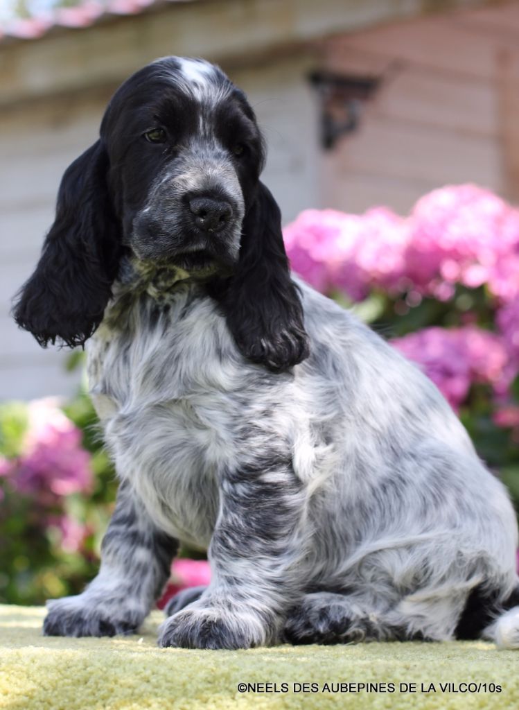 Chiots Cocker Spaniel Anglais