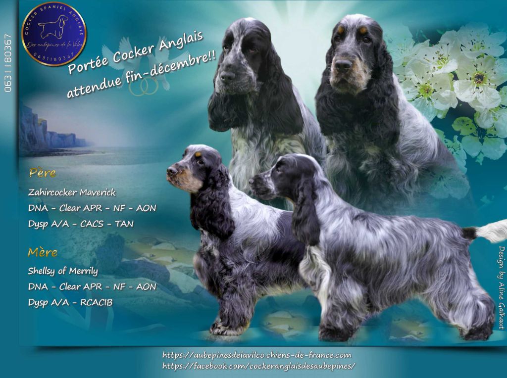 Chiots Cocker Spaniel Anglais