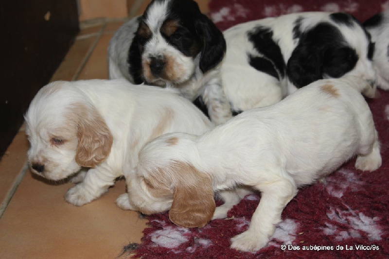 Chiot Cocker Spaniel Anglais des aubépines de la Vilco