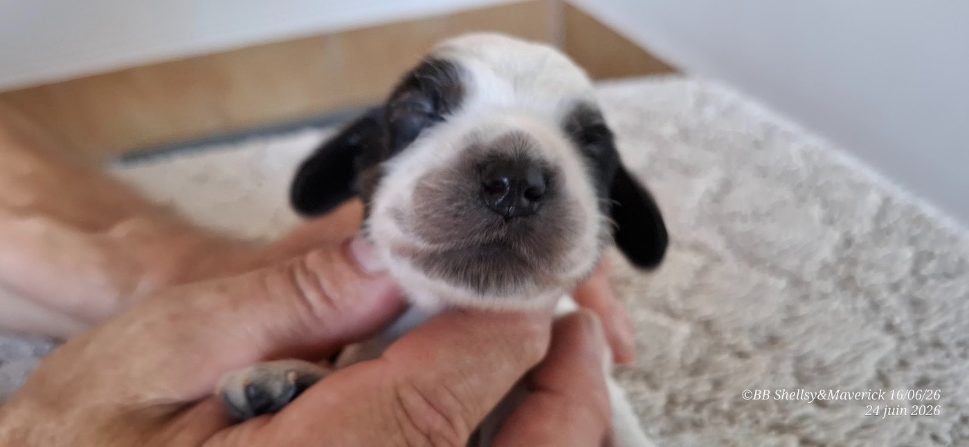 des aubépines de la Vilco - Chiots disponibles - Cocker Spaniel Anglais