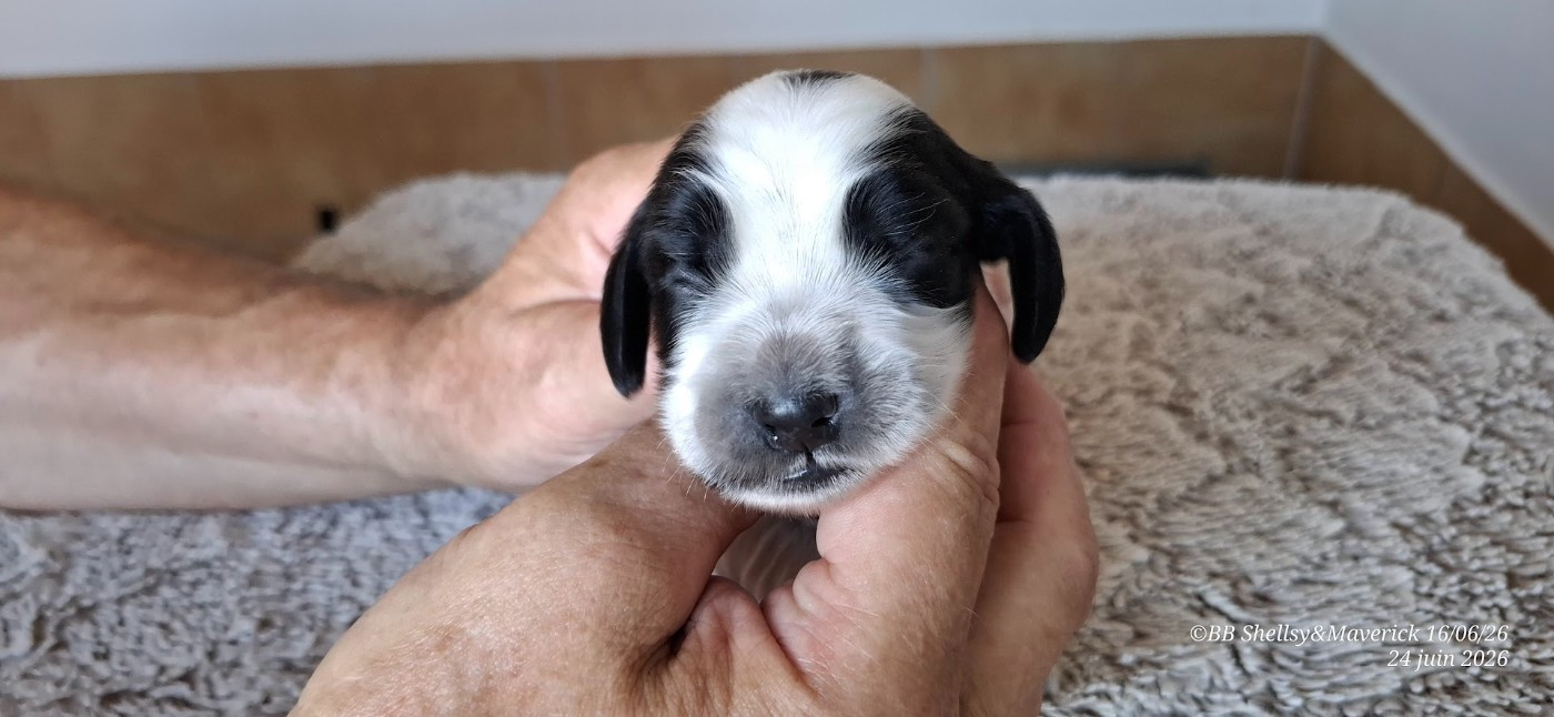 des aubépines de la Vilco - Chiots disponibles - Cocker Spaniel Anglais