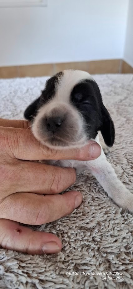 des aubépines de la Vilco - Chiots disponibles - Cocker Spaniel Anglais