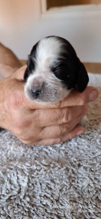 des aubépines de la Vilco - Chiots disponibles - Cocker Spaniel Anglais