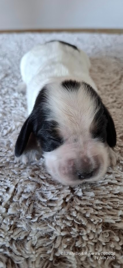 des aubépines de la Vilco - Chiots disponibles - Cocker Spaniel Anglais