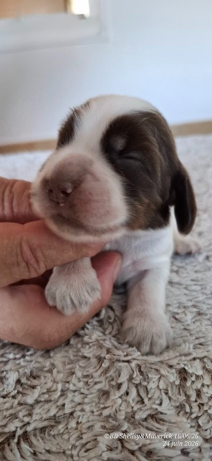 des aubépines de la Vilco - Chiots disponibles - Cocker Spaniel Anglais