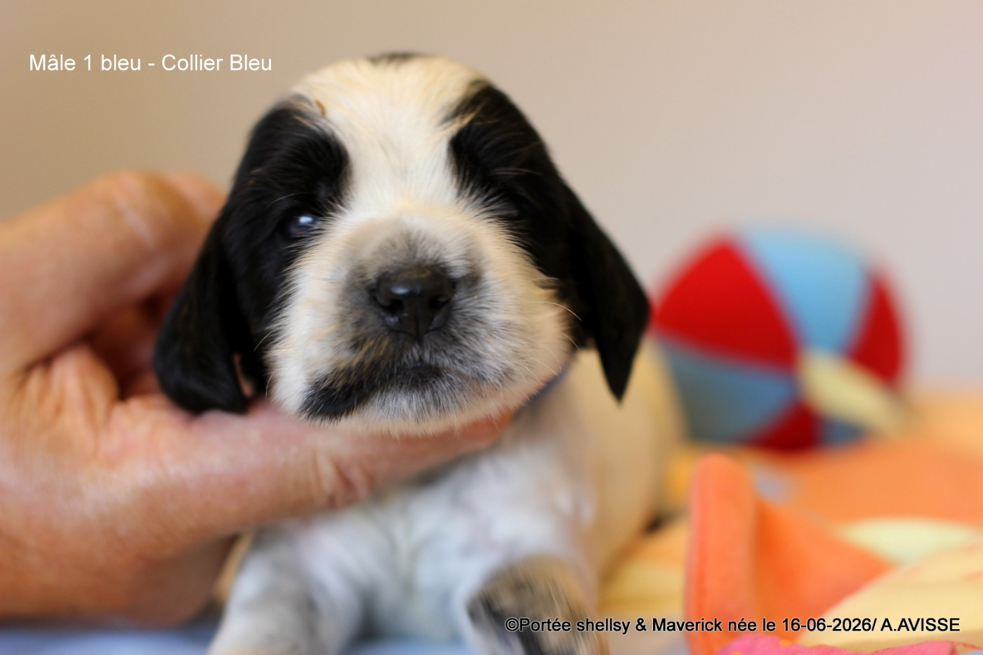 des aubépines de la Vilco - Chiots disponibles - Cocker Spaniel Anglais