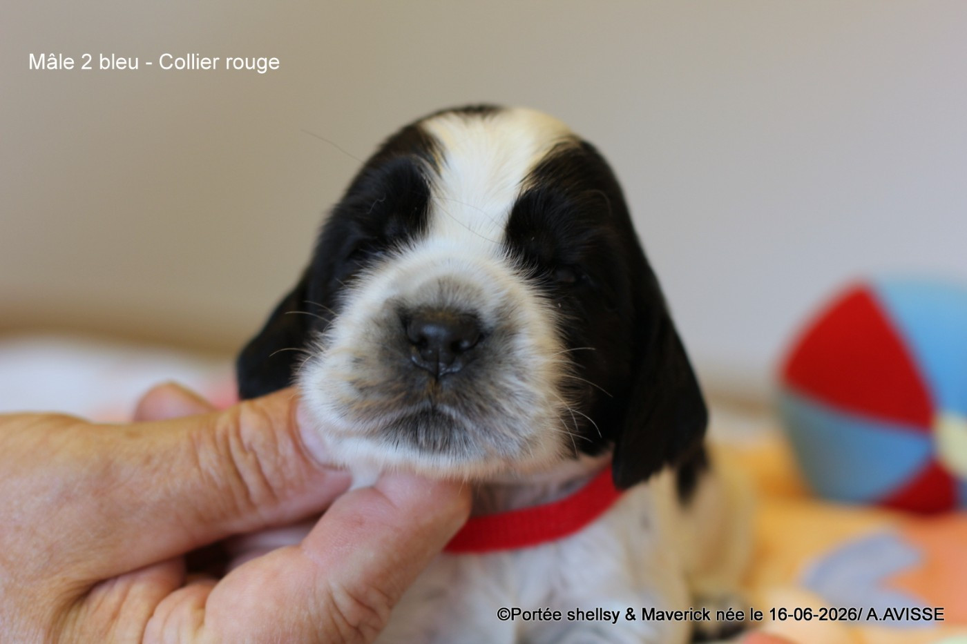 des aubépines de la Vilco - Chiots disponibles - Cocker Spaniel Anglais