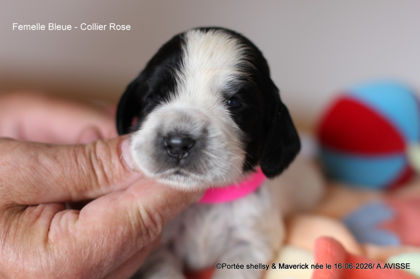 des aubépines de la Vilco - Chiots disponibles - Cocker Spaniel Anglais