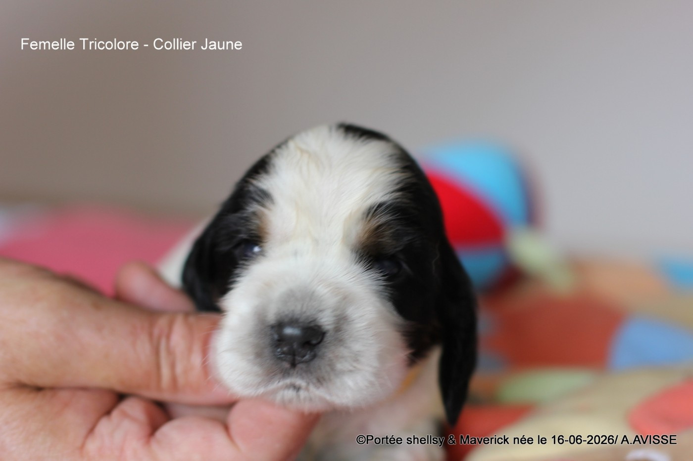 des aubépines de la Vilco - Chiots disponibles - Cocker Spaniel Anglais