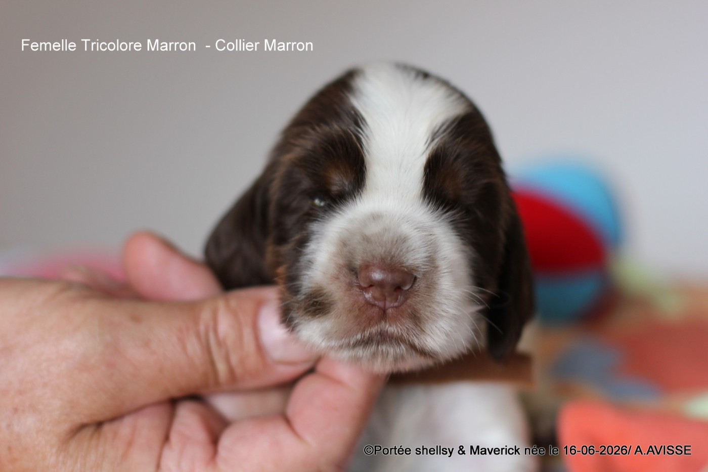 des aubépines de la Vilco - Chiots disponibles - Cocker Spaniel Anglais