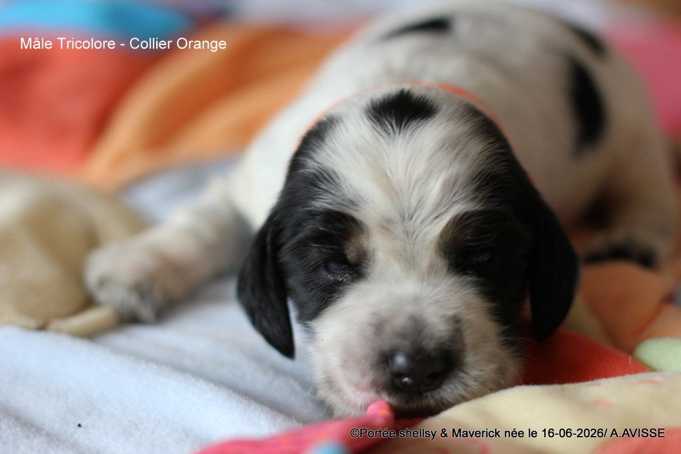 des aubépines de la Vilco - Chiots disponibles - Cocker Spaniel Anglais