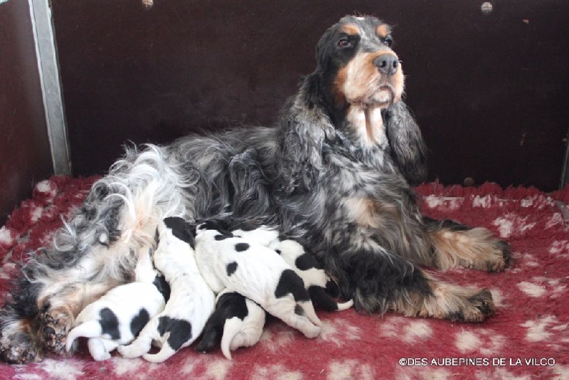 Chiot Cocker Spaniel Anglais des aubépines de la Vilco
