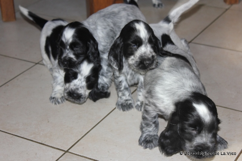 Chiot Cocker Spaniel Anglais des aubépines de la Vilco